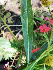 Verbesina virgata