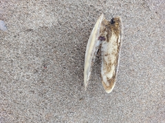 Amarilladesma mactroides