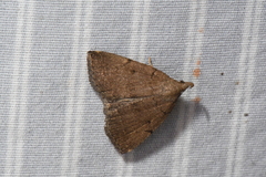 Zanclognatha protumnusalis