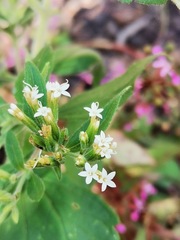 Stevia ovata