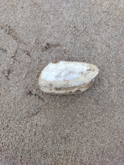 Amarilladesma mactroides