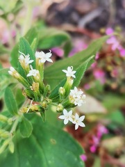 Stevia ovata