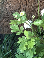 Tanacetum parthenium