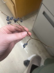 Ligustrum ovalifolium