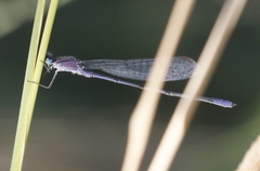 Enallagma semicirculare