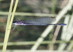 Enallagma semicirculare