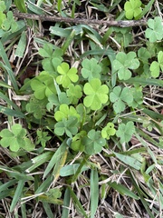 Oxalis debilis