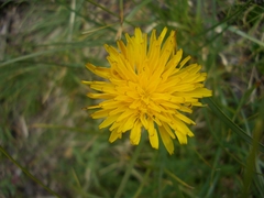 Hypochaeris uniflora