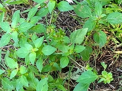 Acalypha rhomboidea