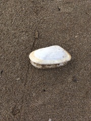 Amarilladesma mactroides