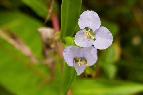 Commelina diffusa image