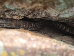 Matobosaurus validus