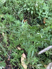 Artemisia verlotiorum