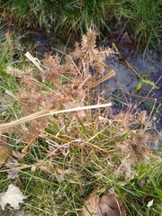 Cyperus erythrorhizos
