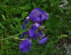 Iris pallida cengialti