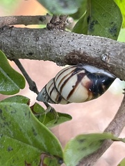 Drymaeus multilineatus