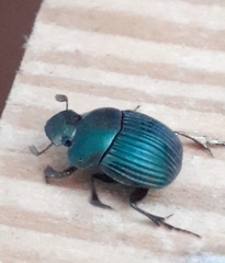 Chalcocopris hesperus