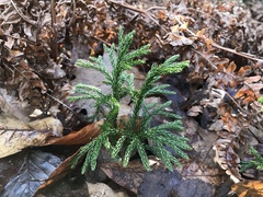 Dendrolycopodium hickeyi