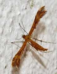 Stenodacma wahlbergi