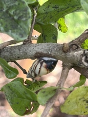 Drymaeus multilineatus