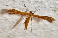 Stenodacma wahlbergi