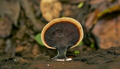 Microporus affinis
