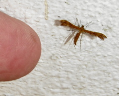 Stenodacma wahlbergi