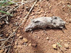 Lupulella adusta adusta