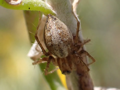 Oxyopes kraepelinorum