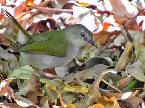 Green-backed Camaroptera