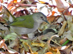 Grey-Backed Camaroptera photo 3