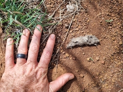 Lupulella adusta adusta