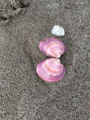 Eucallista purpurata