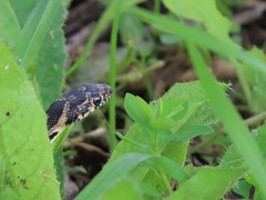 Hemorrhois hippocrepis