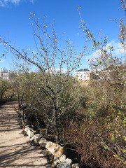 Pyrus bourgaeana
