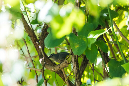 Gray Catbird photographed in Tennessee