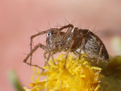 Oxyopes kraepelinorum