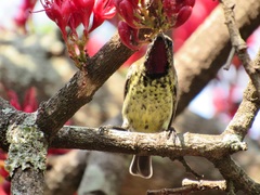 Chalcomitra senegalensis gutturalis
