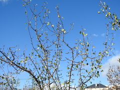 Pyrus bourgaeana