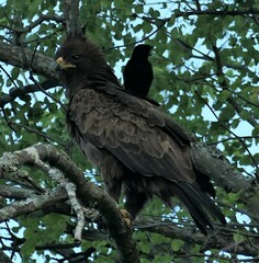 Hieraaetus wahlbergi