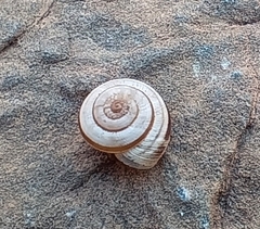 Xerocrassa subrogata