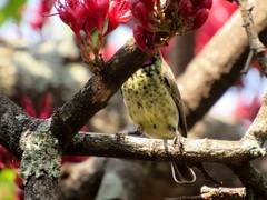 Chalcomitra senegalensis gutturalis