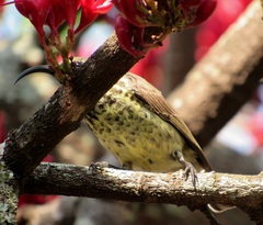 Chalcomitra senegalensis gutturalis