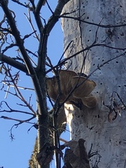Pleurotus ostreatus