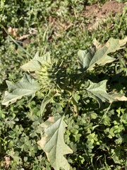 Datura ferox