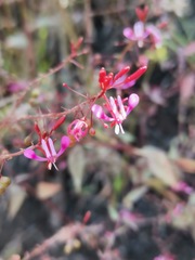 Lopezia racemosa