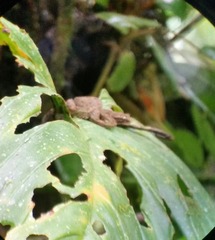 Bothriechis schlegelii