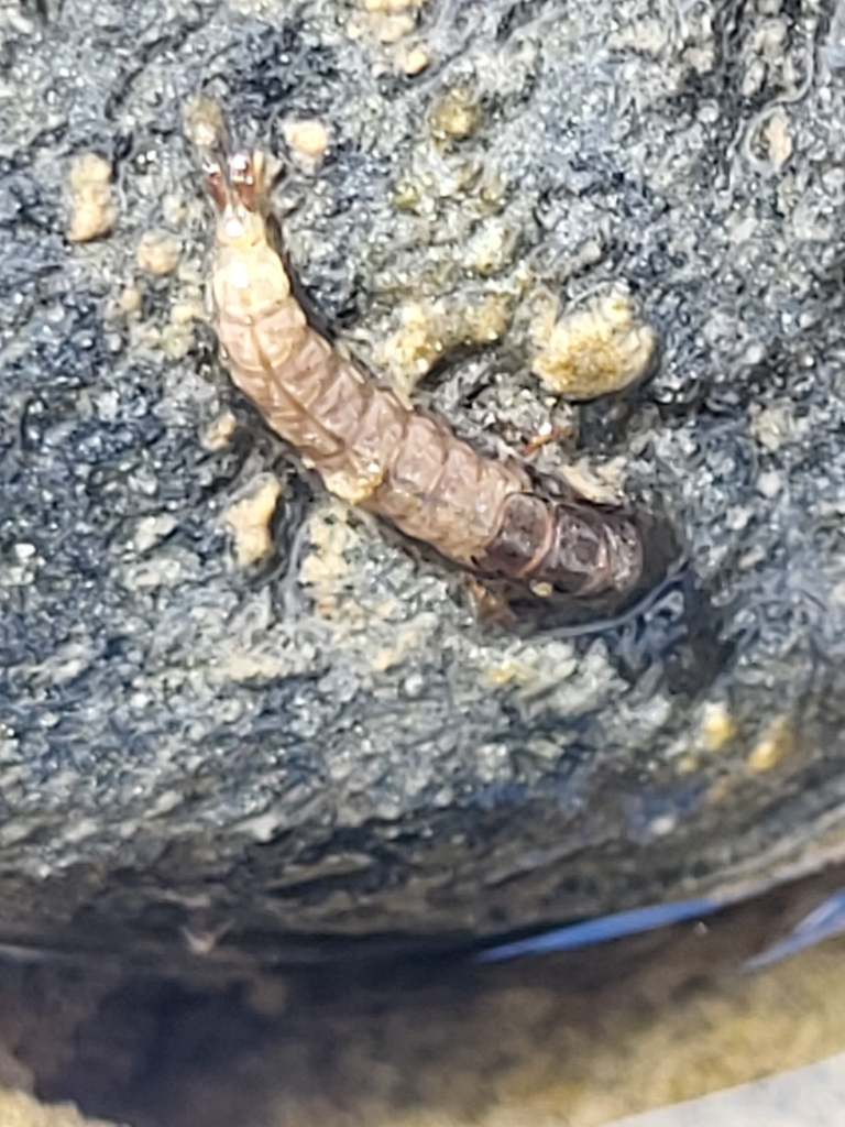 Hydropsyche mokaensis