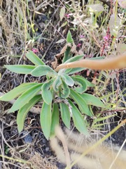 Echeveria coccinea