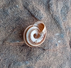 Xerocrassa subrogata